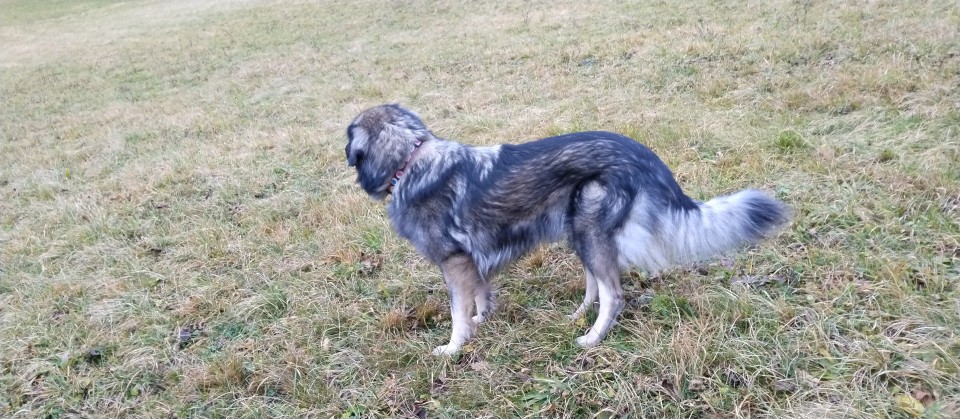 Mila - foto povečava