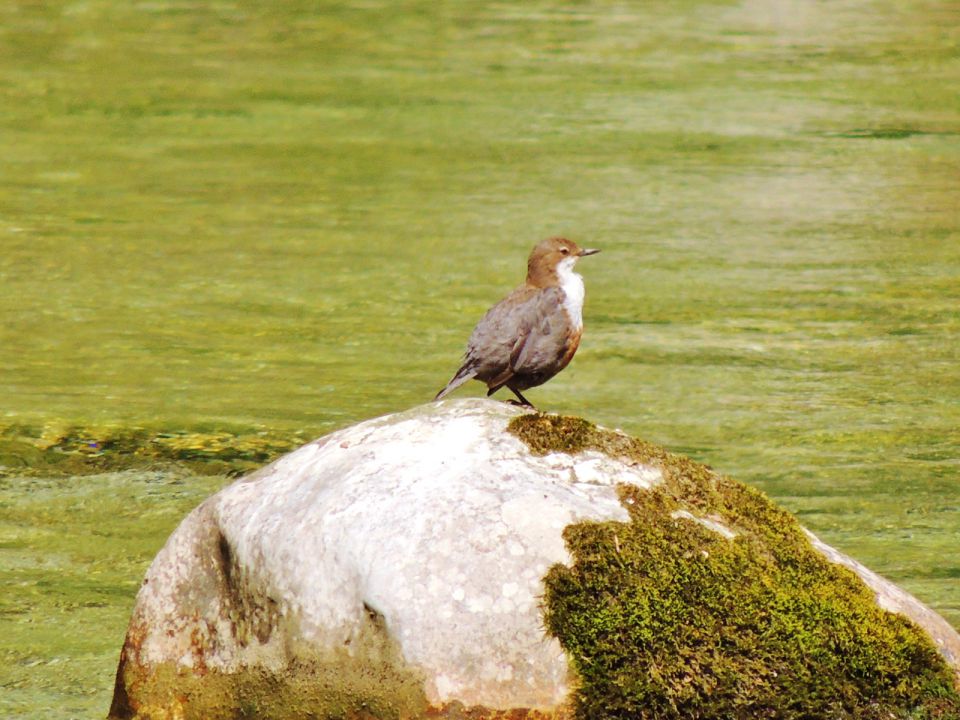 Logarska dolina - foto povečava