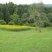 Koče