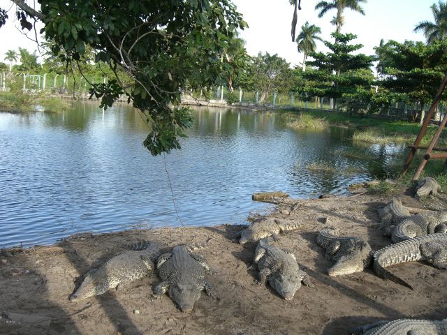 Krokodilfarm - Guama