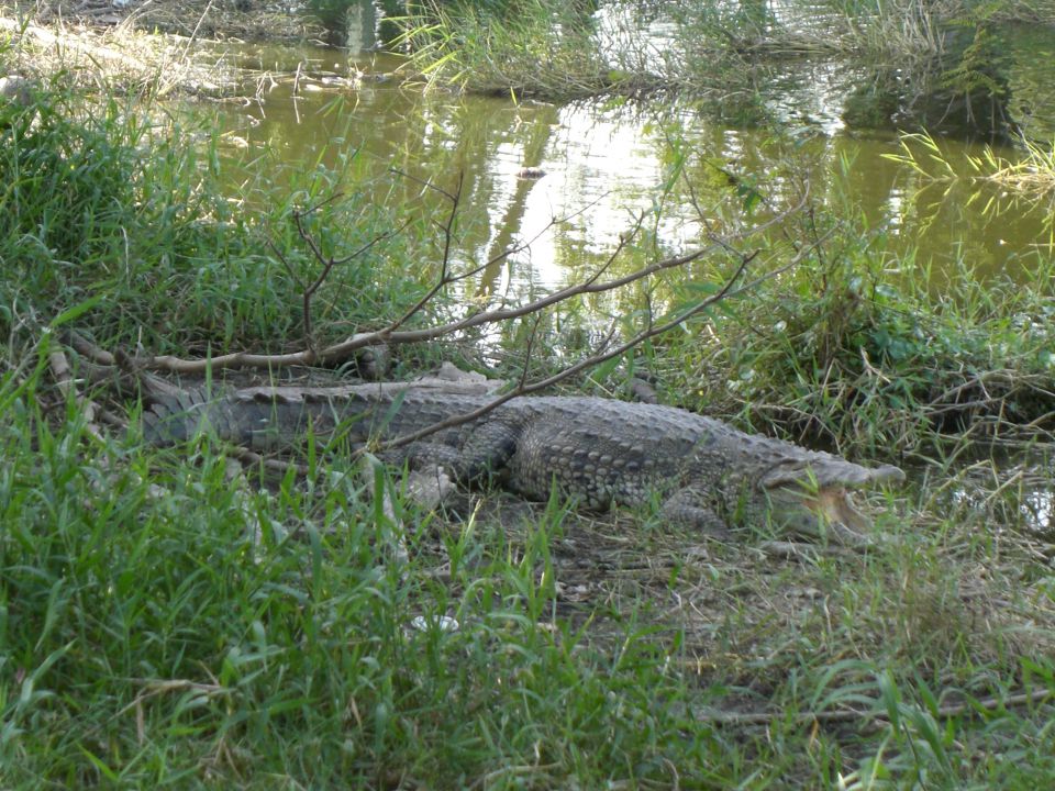 Krokodilfarm - Guama