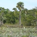 Zwischen Playa Giron und Cienfuegos