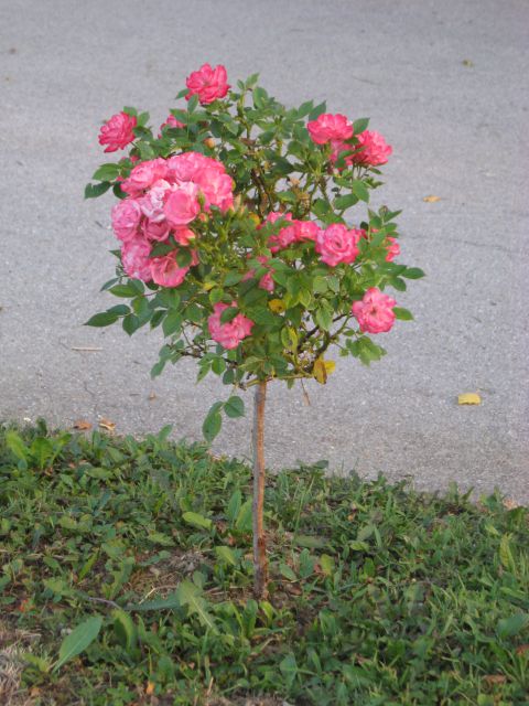Stebelna vrtnica