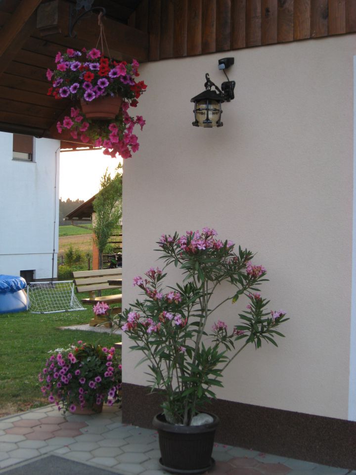 oleander