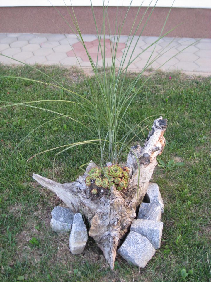 korenina z uhecom in pompaško travo v ozadnju
