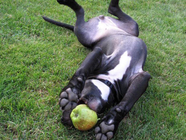 Luna - foto