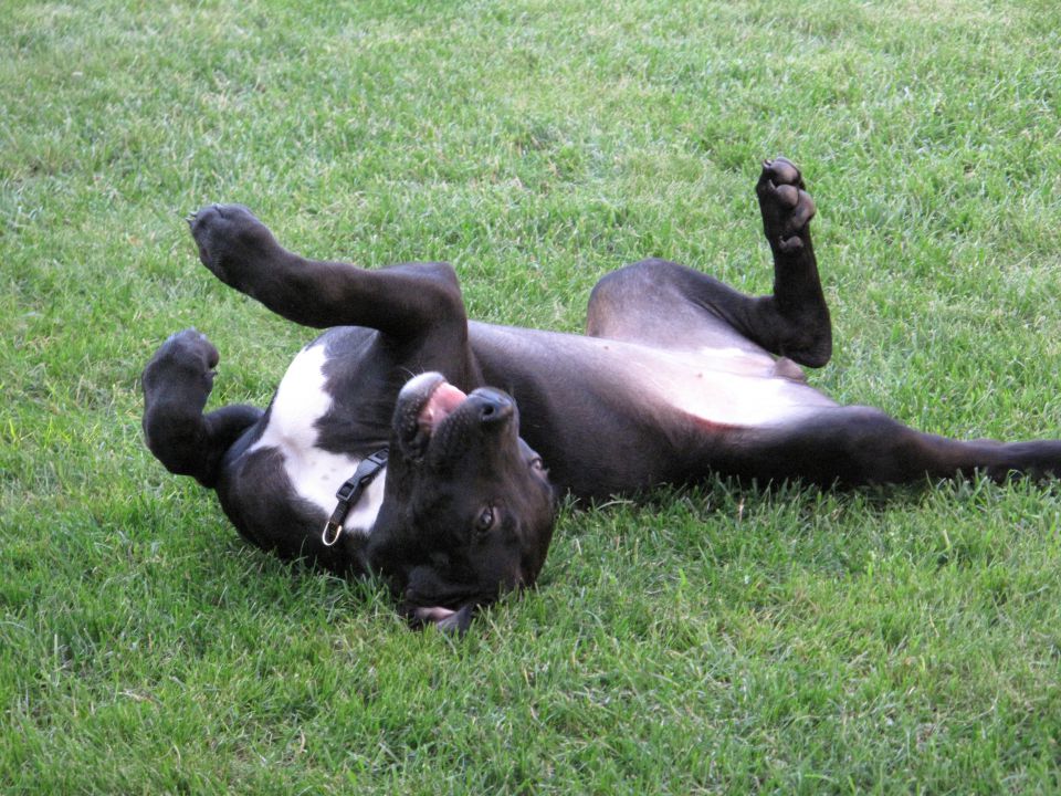 Luna - foto povečava