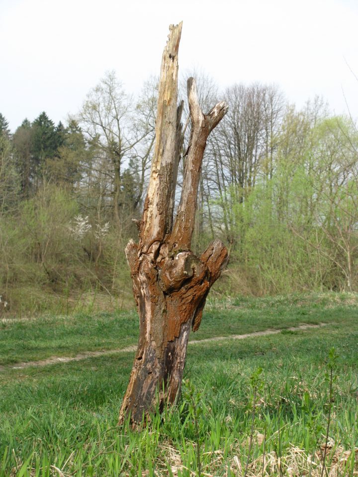 Ribnik v Vrbju (Žalec) - foto povečava