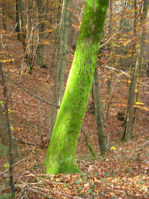 Debla v gozdu - foto