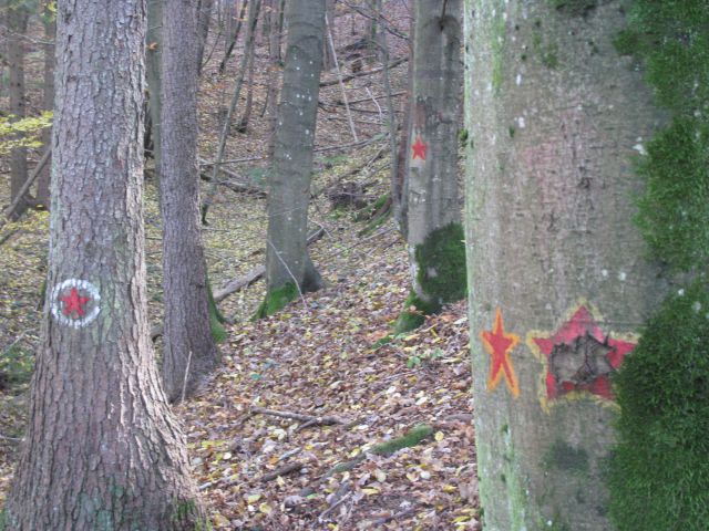 Debla v gozdu - foto