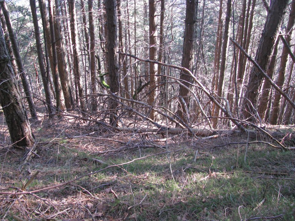 Debla v gozdu - foto povečava