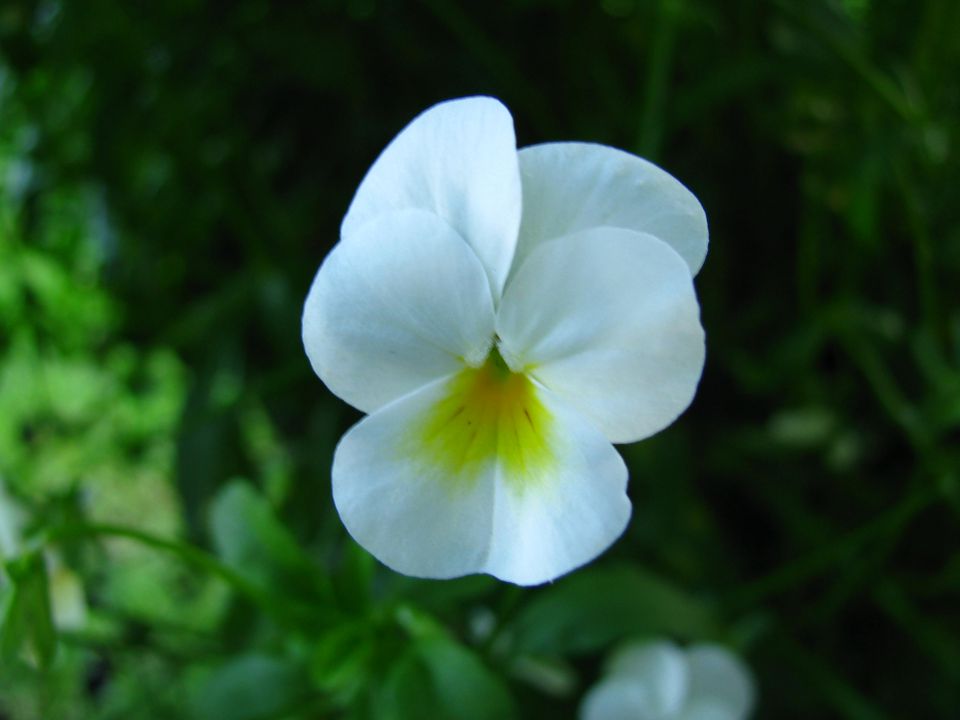Cvetoči sedraž - foto povečava