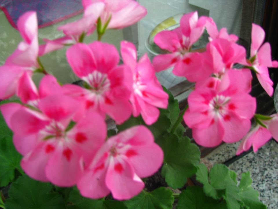 Cvetoči sedraž - foto povečava