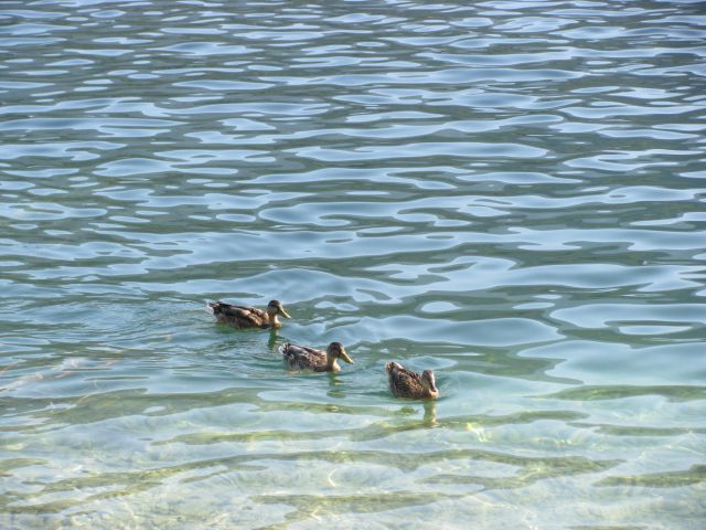 Račke na Bohinjskem jezeru