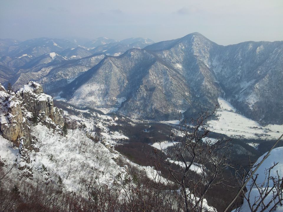 Kopitnik - foto povečava