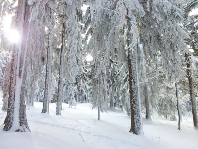 Kopitnik - foto