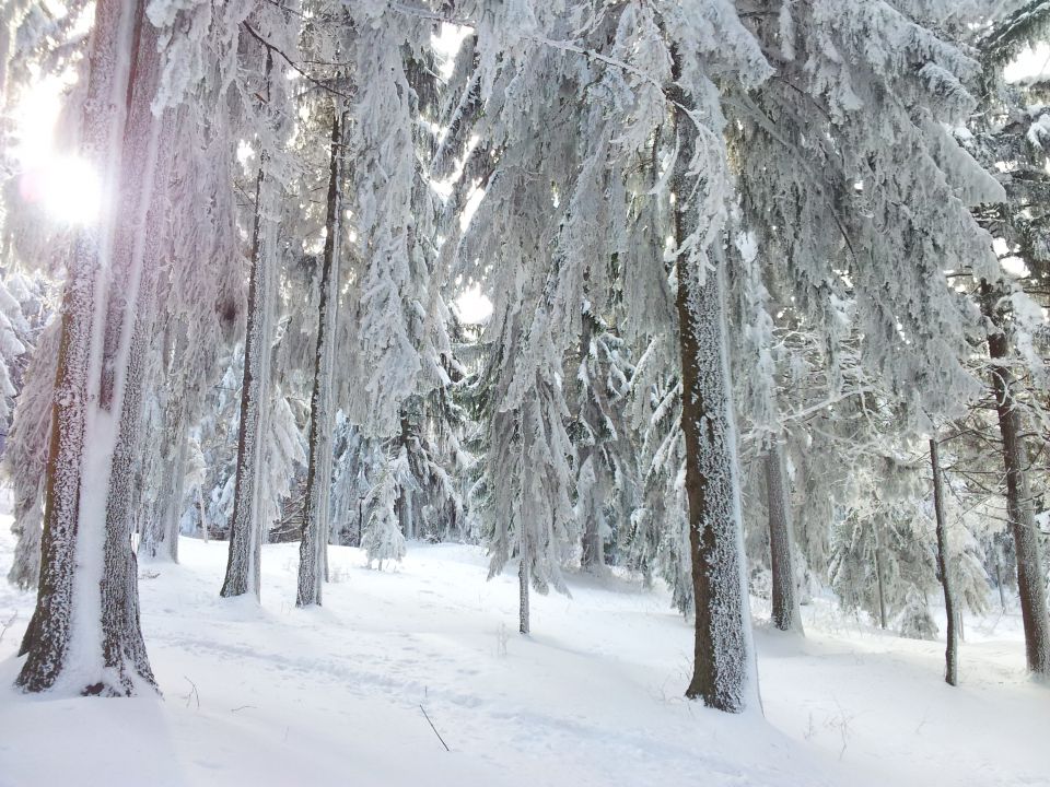 Kopitnik - foto povečava