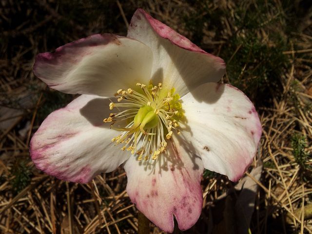 Pomladne rožice - foto
