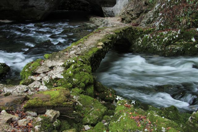 Mahovi in lišaji - foto