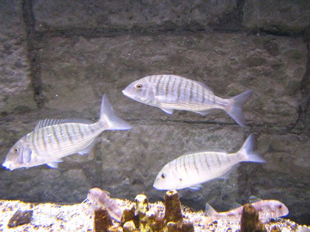 Akvarij v Pulju - foto