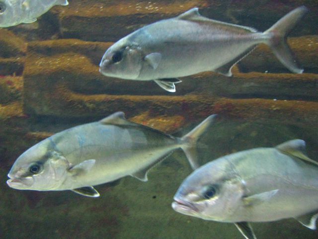 Akvarij v Pulju - foto