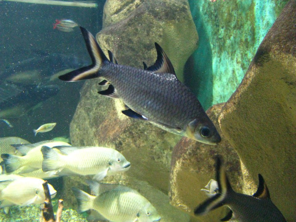 Akvarij v Pulju - foto povečava