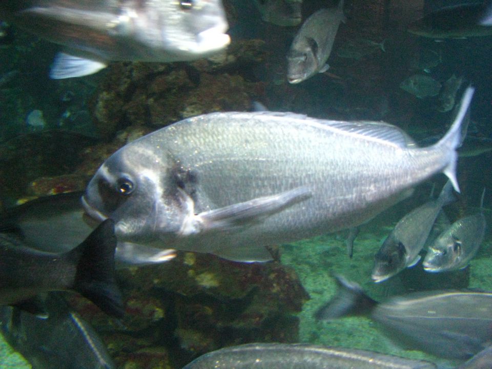 Akvarij v Pulju - foto povečava