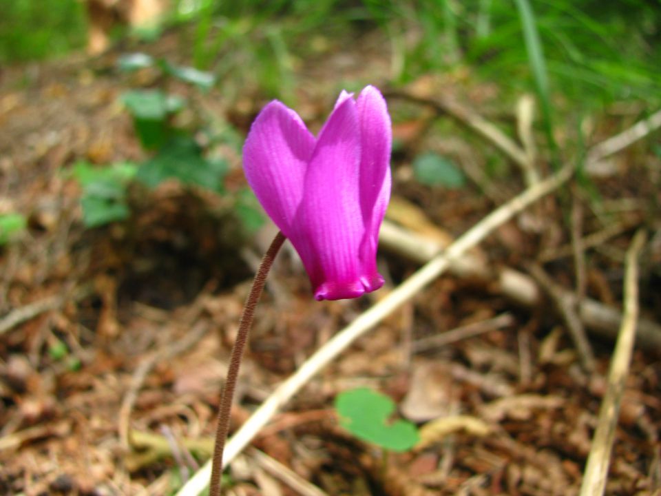 Ciklame in ... - foto povečava