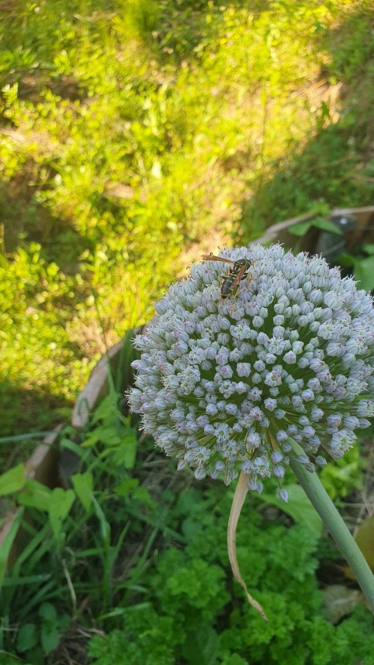 Ciklame in ... - foto povečava