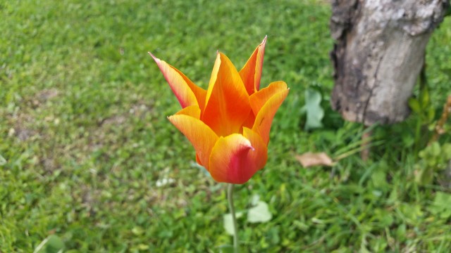 Cvetje na Pogoričnici - foto