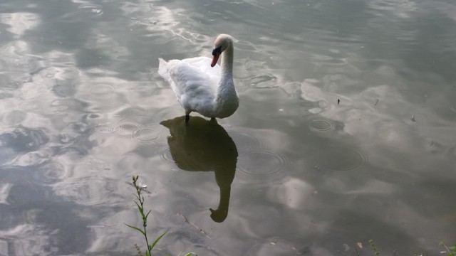 Ribnik Vrbje 2017 - foto