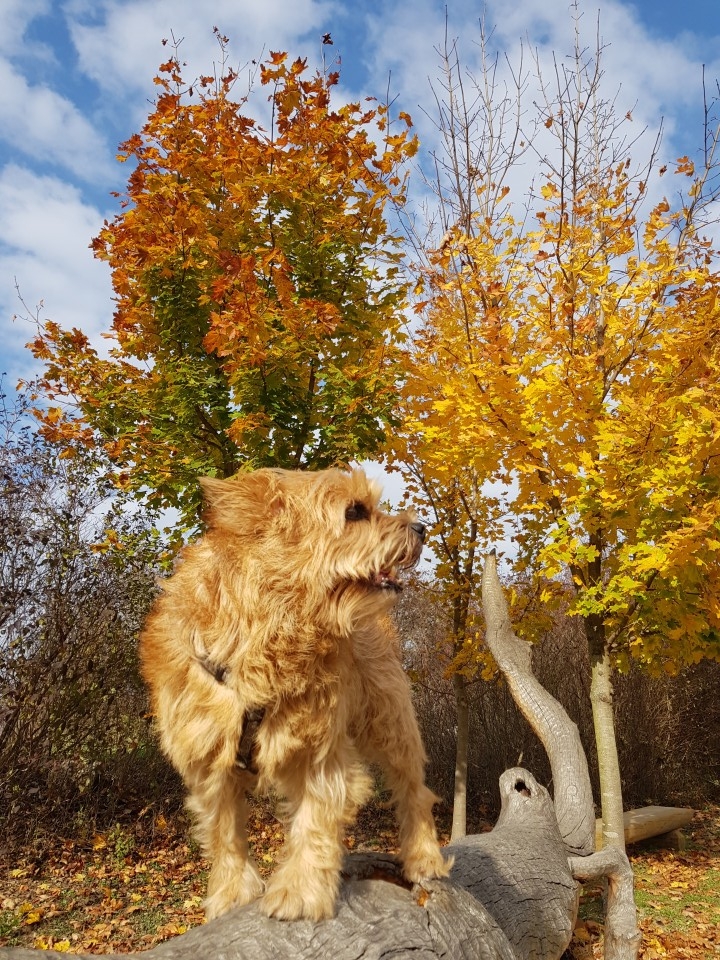 Jesen 2017 - foto povečava