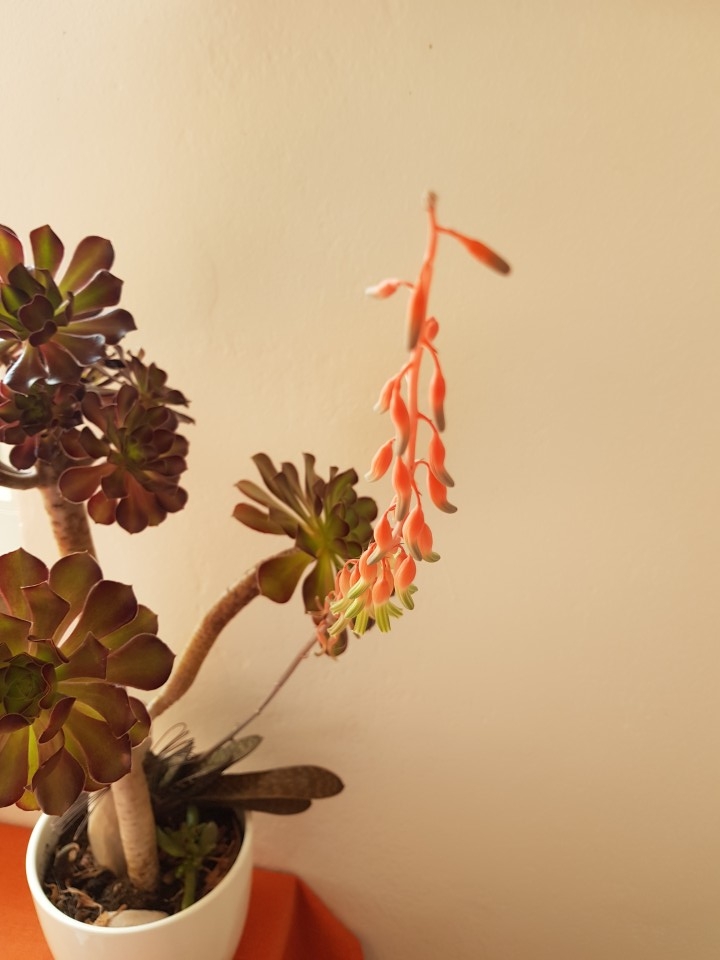 Aeonium - foto povečava