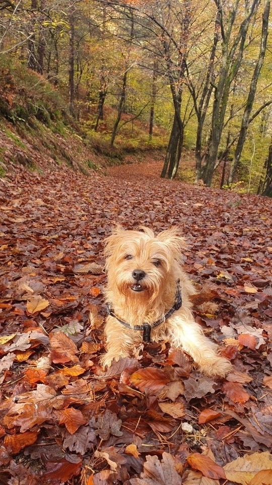 Moj gomilar Darwin - foto povečava