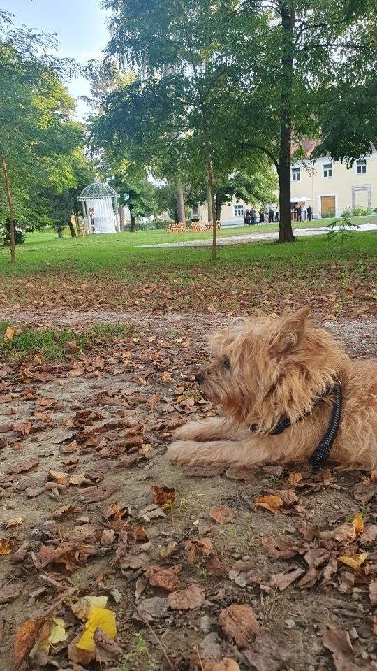 Moj gomilar Darwin - foto povečava
