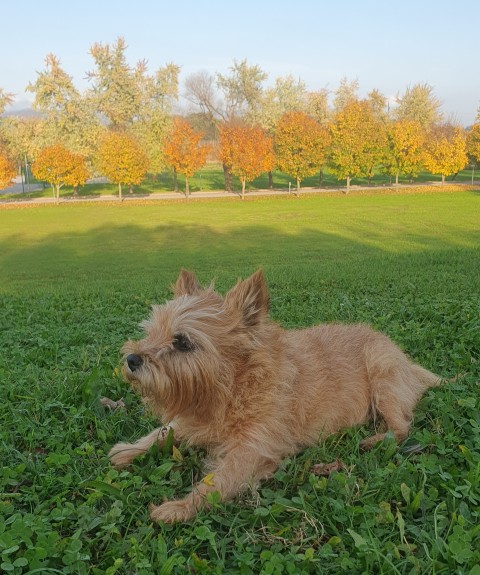 Moj gomilar Darwin - foto