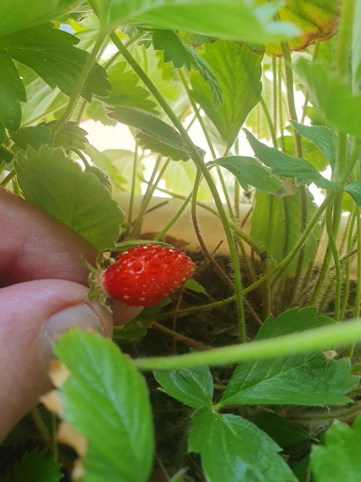 Jagode - foto povečava