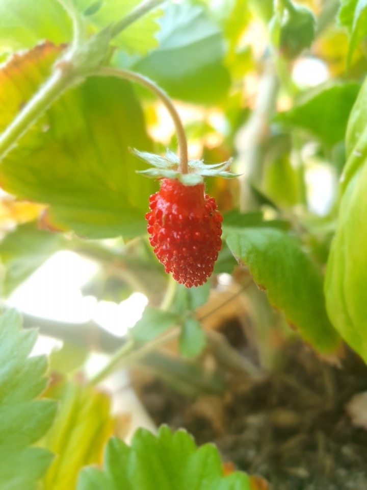 Jagode - foto povečava