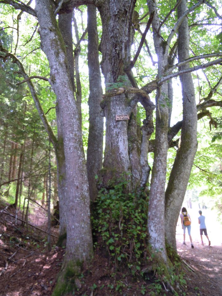 Kranjska Gora_ Zveza Sožitje 9.7-16.7.2011 - foto povečava