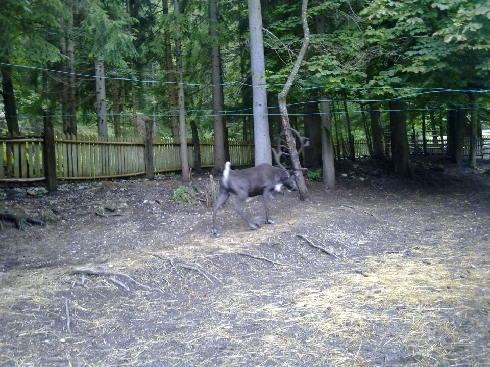 Kranjska Gora_ Zveza Sožitje 9.7-16.7.2011 - foto povečava