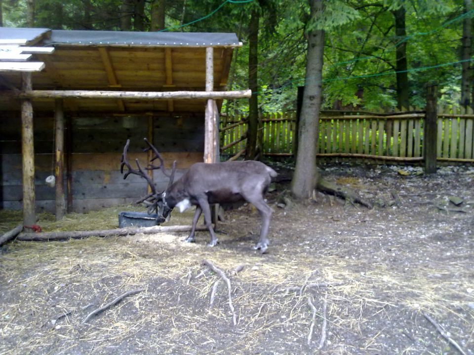 Kranjska Gora_ Zveza Sožitje 9.7-16.7.2011 - foto povečava