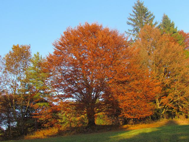 Barve jeseni