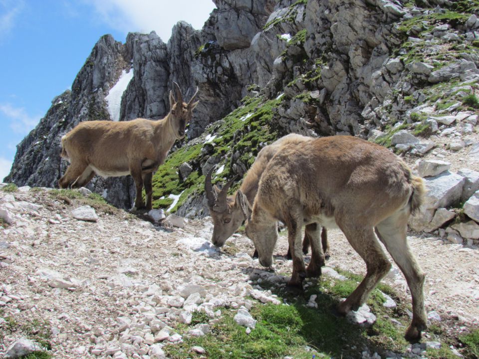 Planina Pecol - Špik hude police - foto povečava