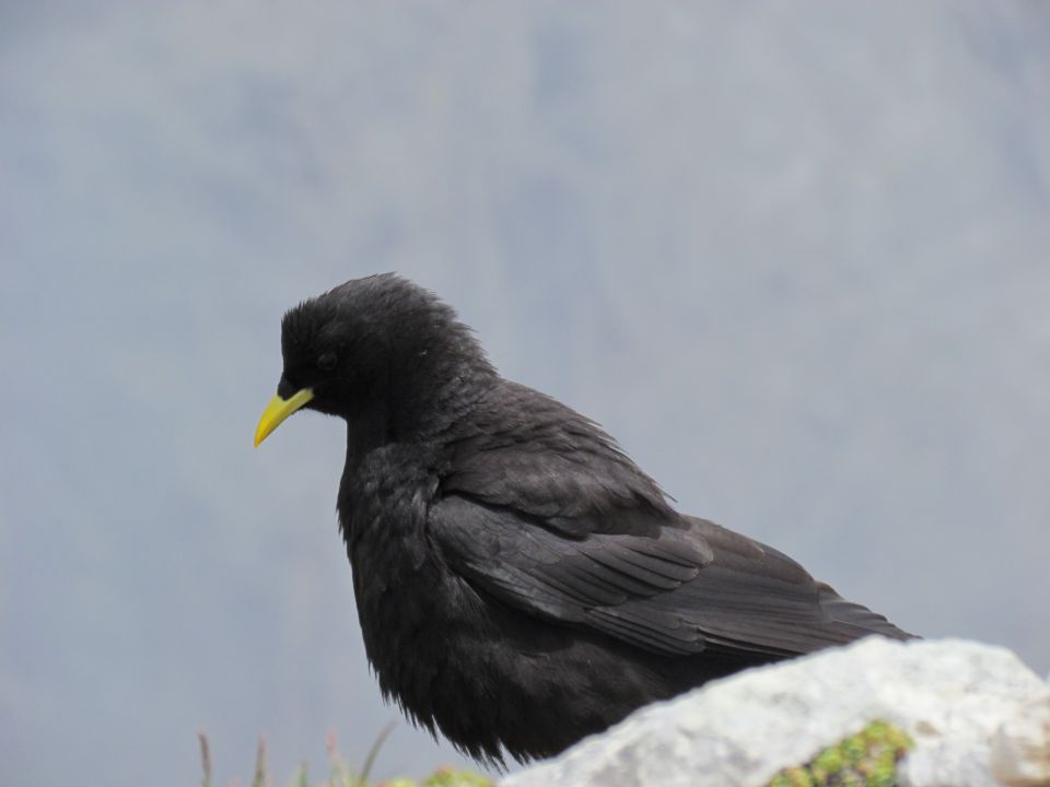 Planina Pecol - Špik hude police - foto povečava