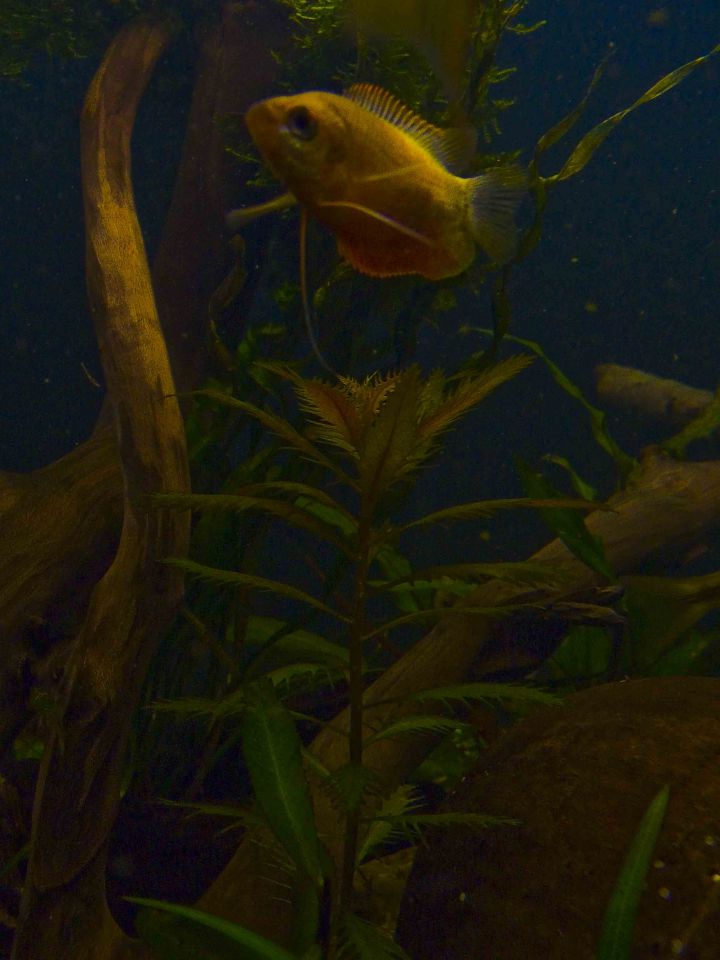 Colisa LAbiosa