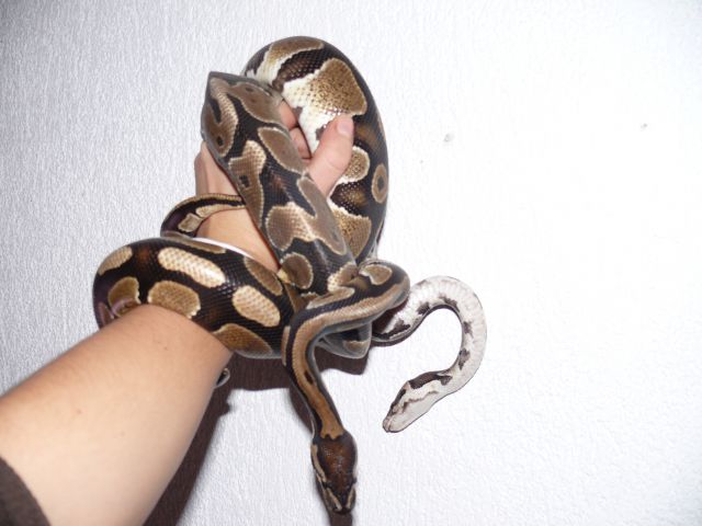 Python Regius
