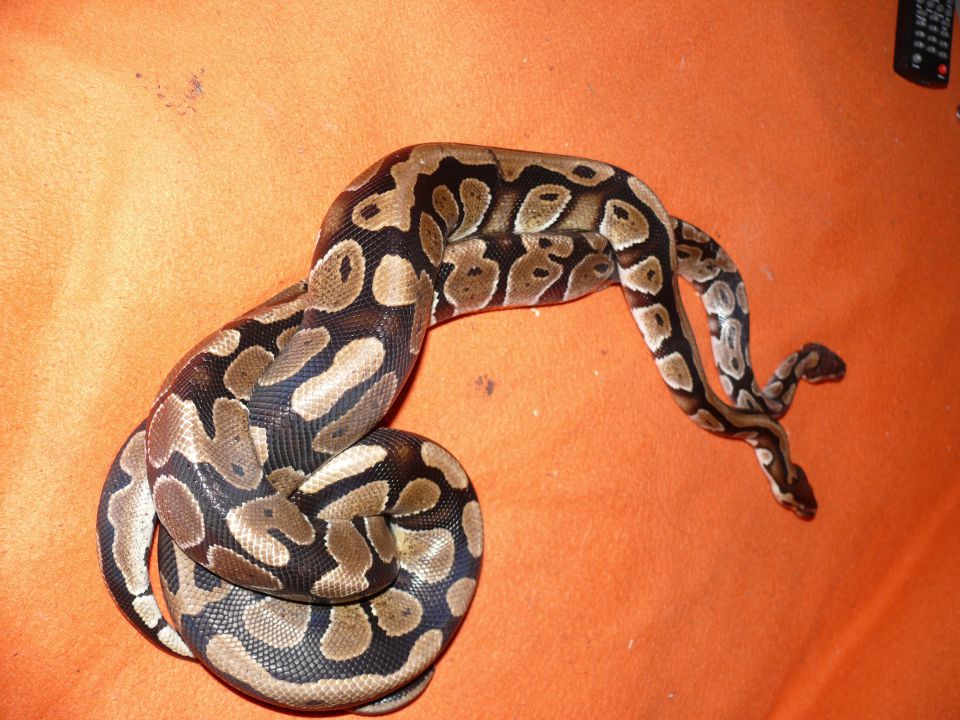 Python Regius