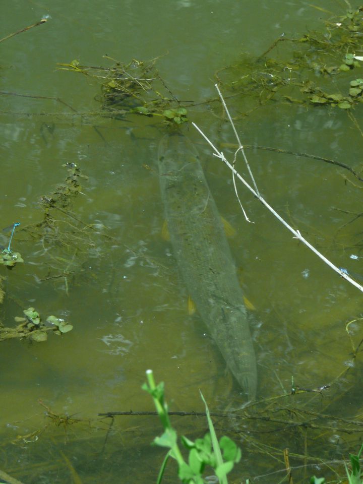 Piknik Aquanubis - foto povečava