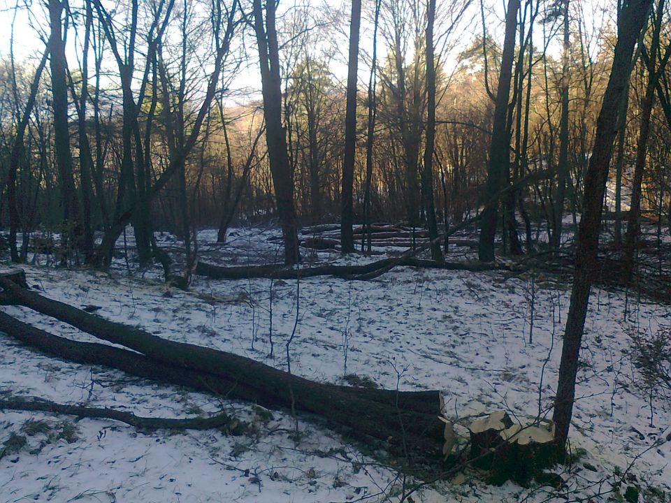 Gozdarske slike - foto povečava