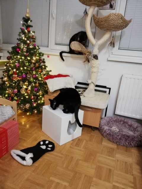 Slika